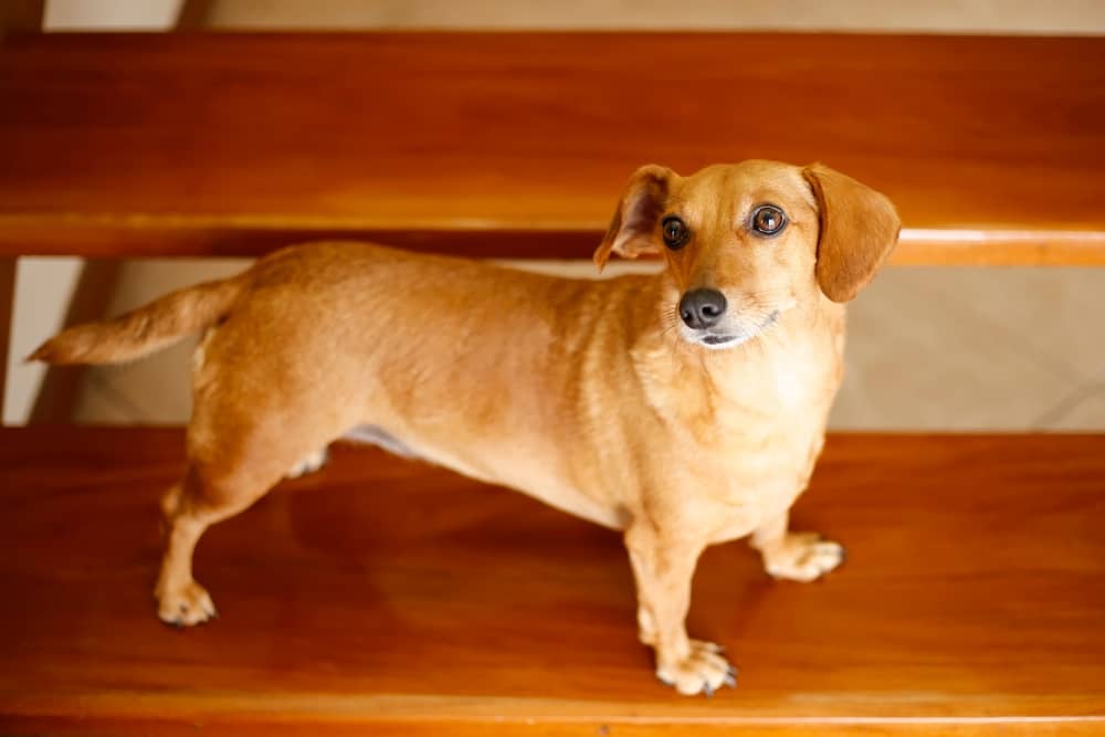 Beagle Chihuahua Dachshund Mix