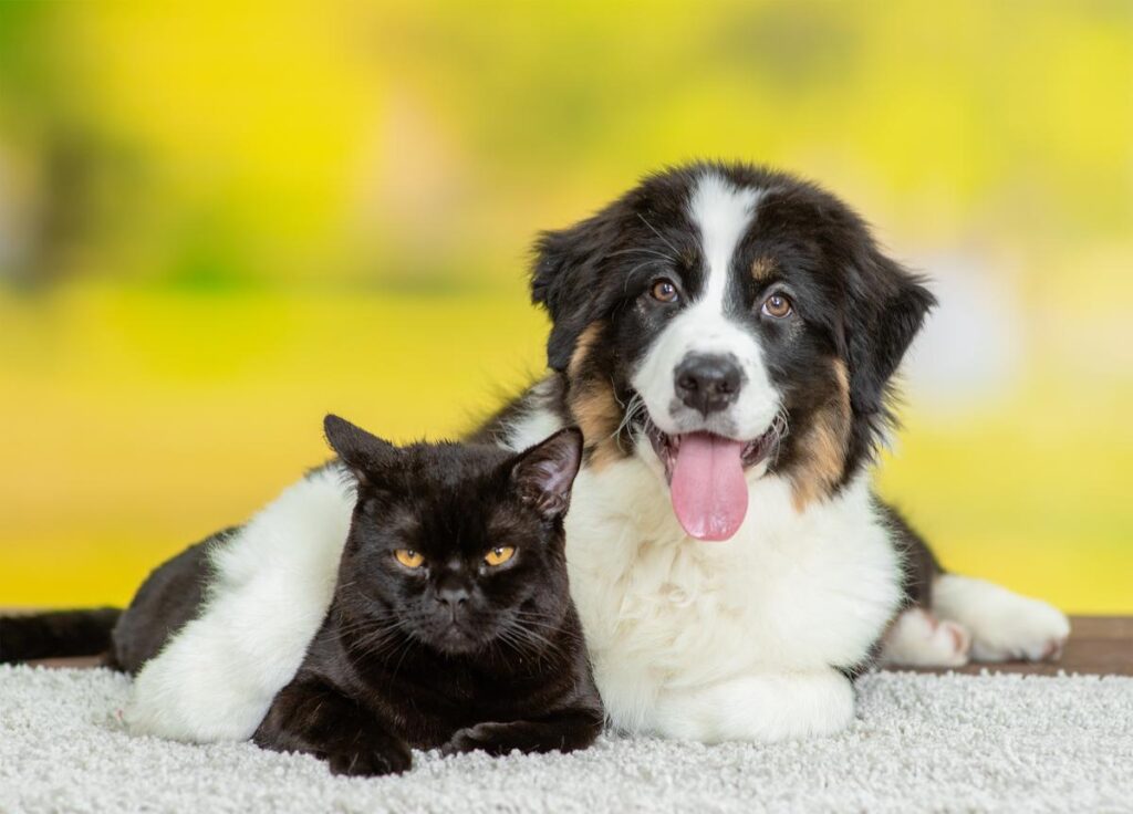 pure black australian shepherd