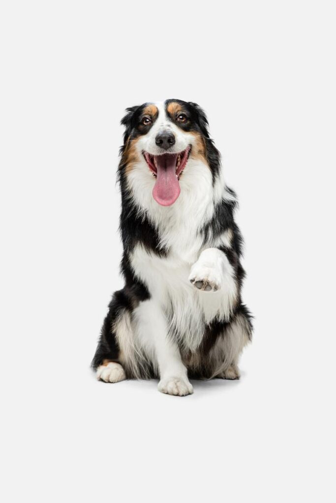 Solid Black Australian Shepherd