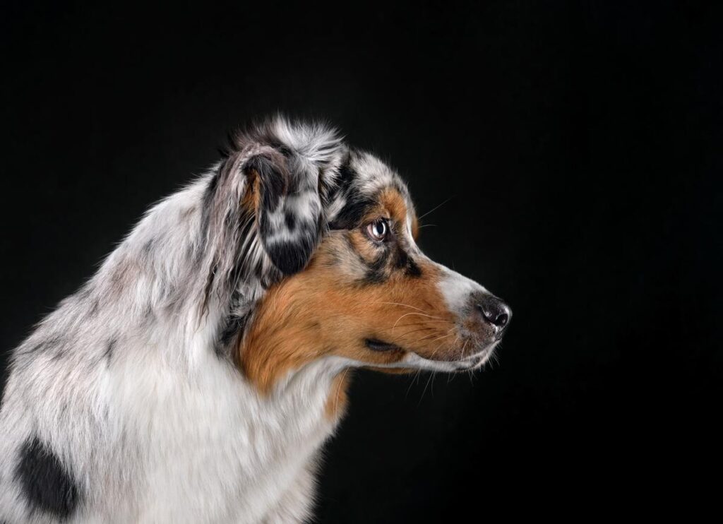 pure black australian shepherd