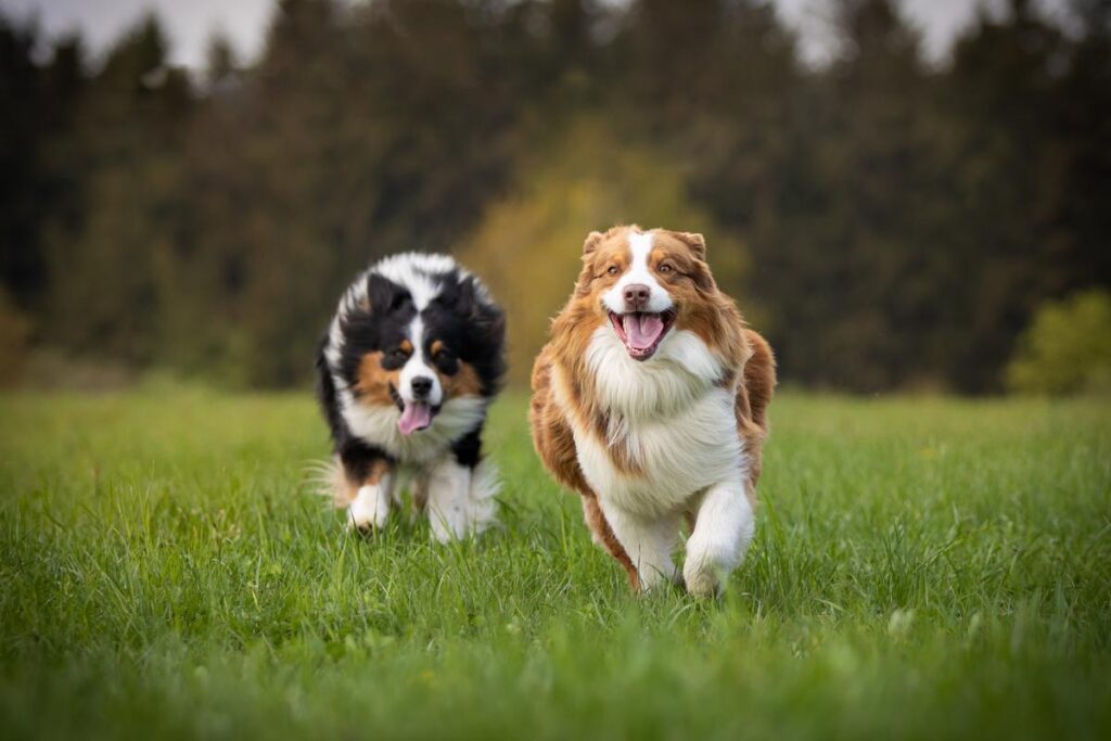 Solid Black Australian Shepherd