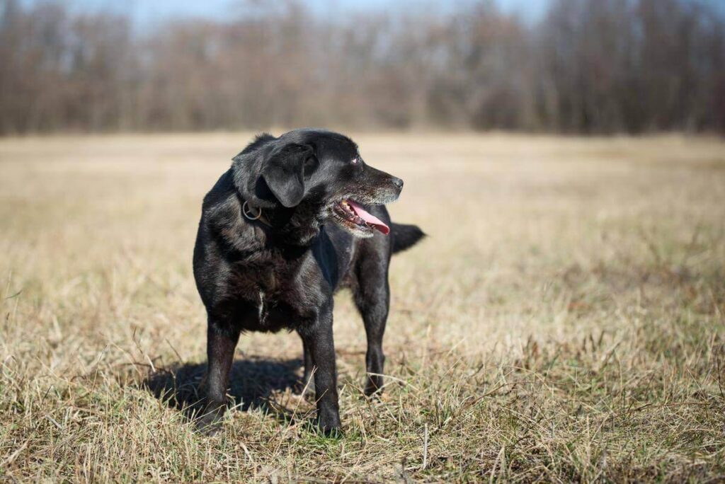 Pure Black Australian Shepherd