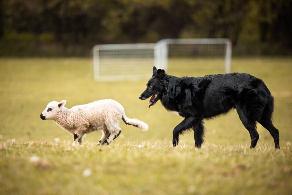 Black Australian Shepherd