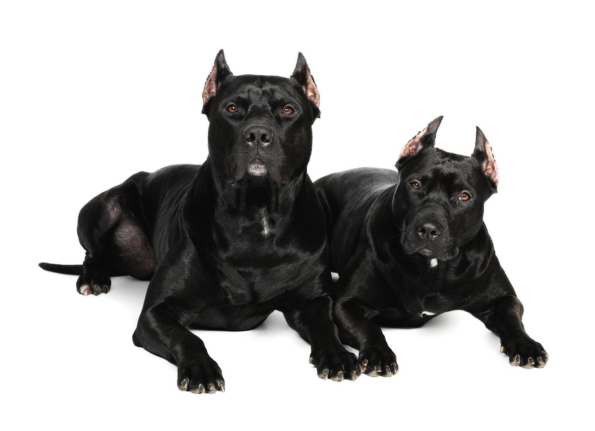 Black Panther Pitbull Price MetaWoofs