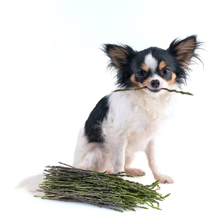 Can Dogs Eat Asparagus? A Pawsitive Perspective on Canine Nutrition