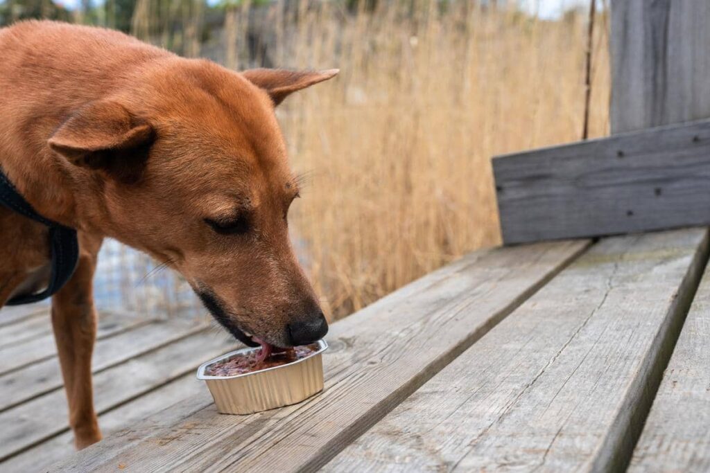 Can Dogs Eat Falafel Balls