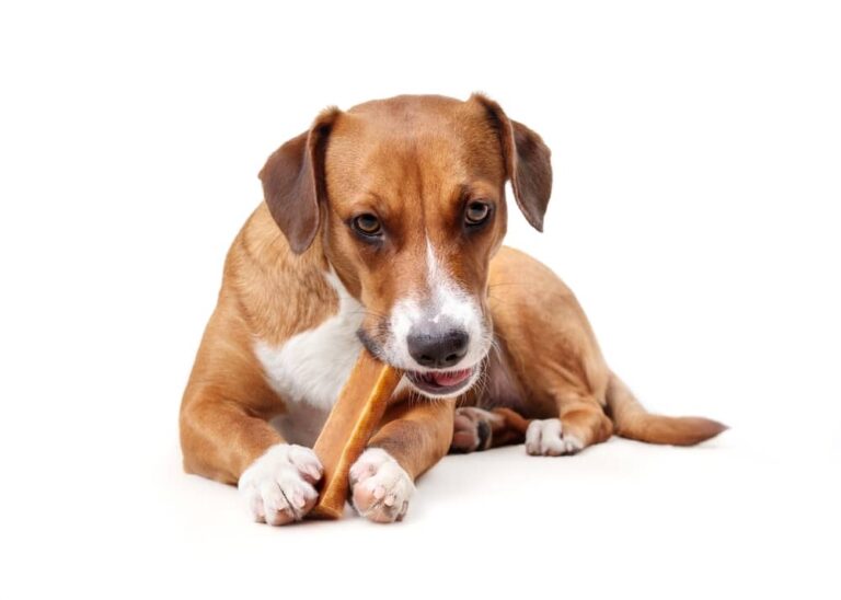 CoffeeWood Dog Chew – Ultimate Guide