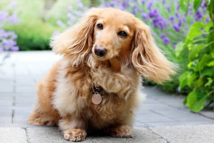 English Cream Dachshunds