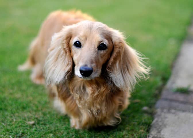 English Cream Dachshunds