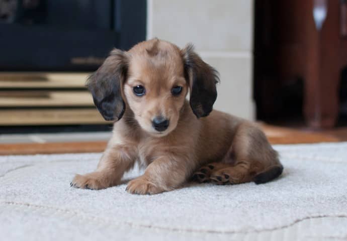 English Cream Dachshunds