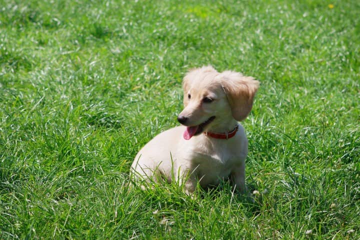 English Cream Dachshund