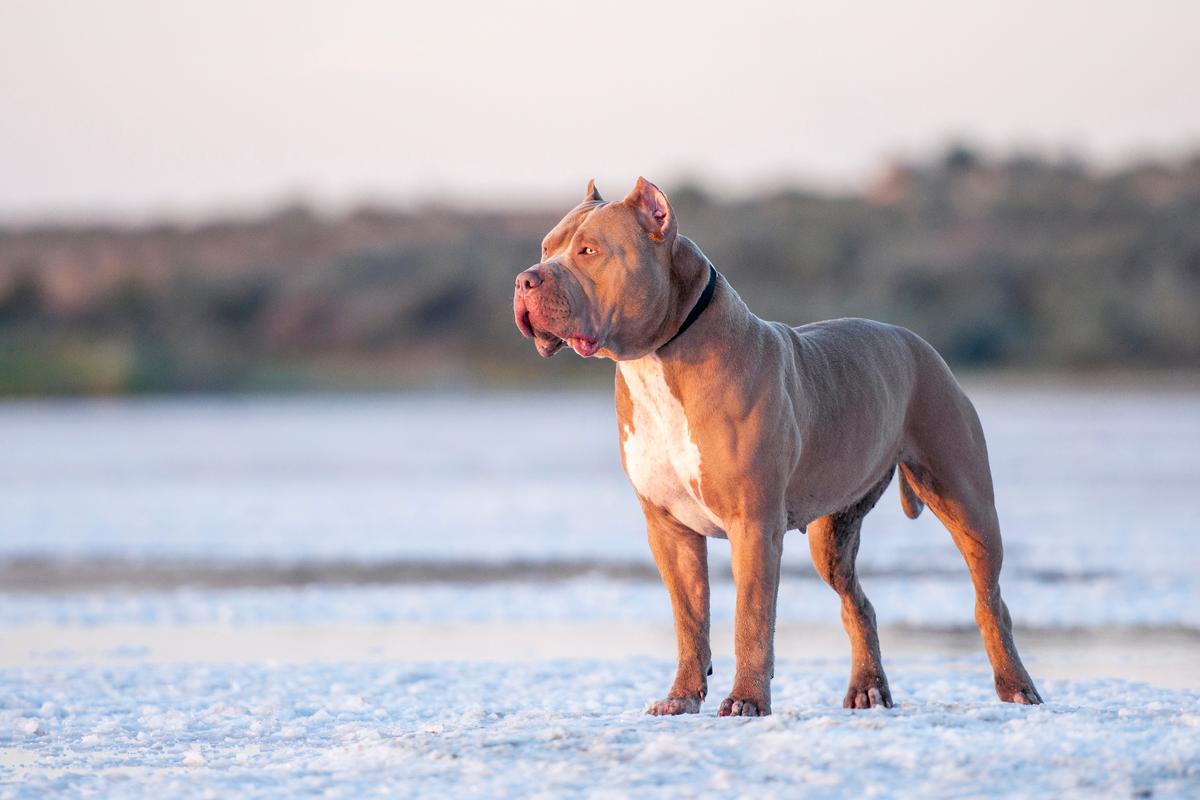 Pitbull Gator Mouth Puppies - MetaWoofs