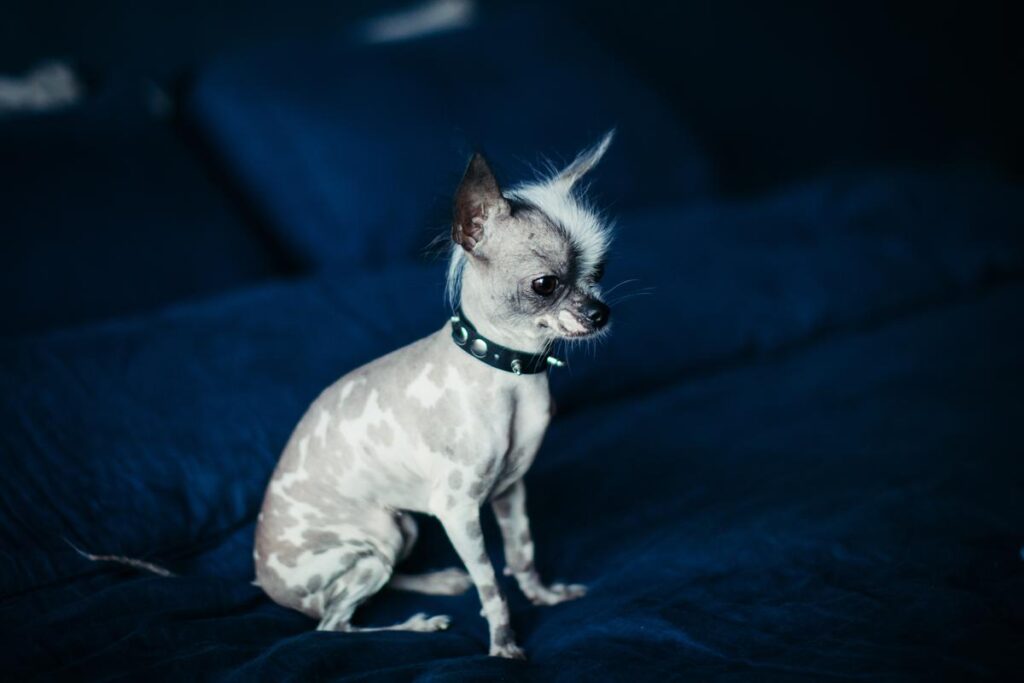 Hairless Chihuahua breeder