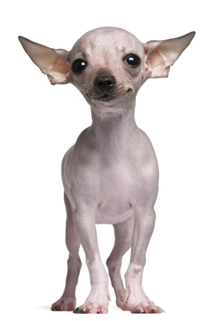 Hairless Chihuahua breeder