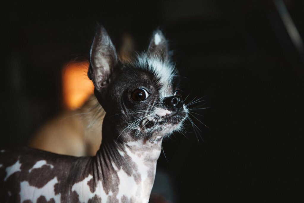Hairless Chihuahua