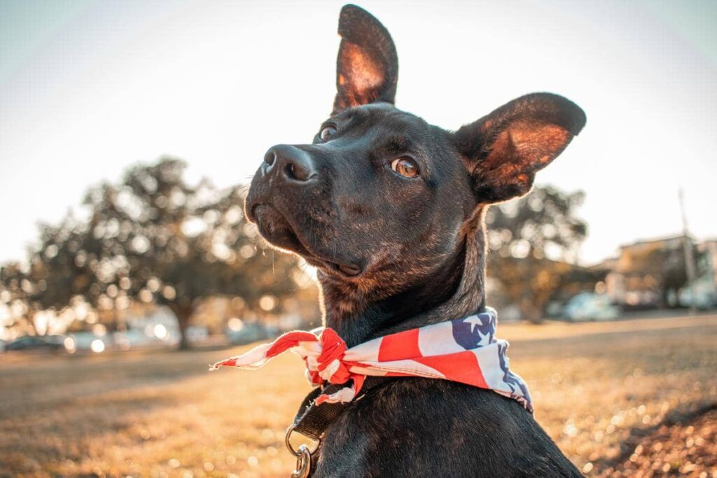 american bulldog husky mix size