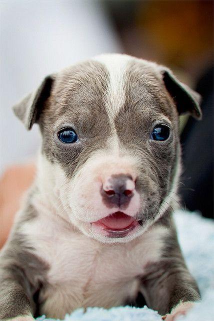 Lilac Pitbull Puppy