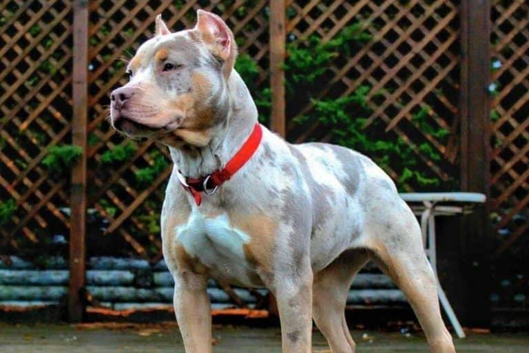 Lilac Pitbull