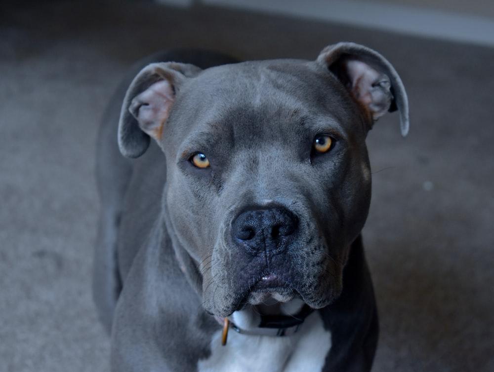 Silver Lilac Pitbull