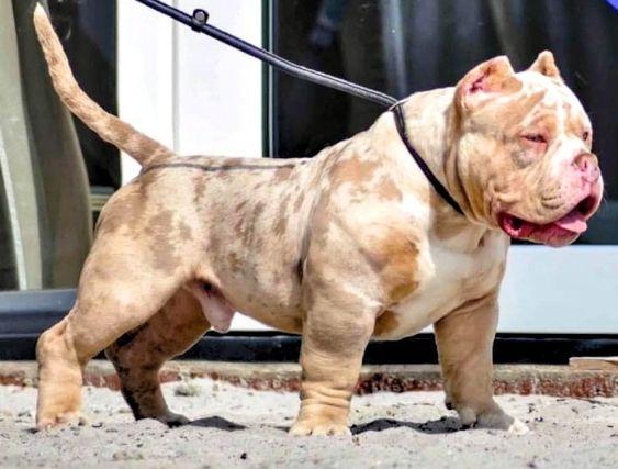 Merle Bully: Uniquely Patterned Companion with a Loyal Personality
