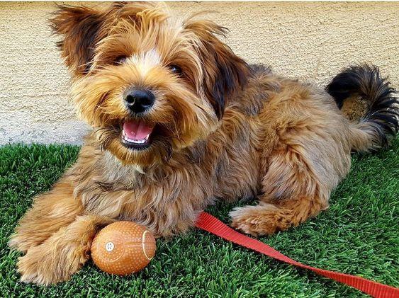 Pitbull Mix With Yorkie: Adorable Blend of Strength and Charm