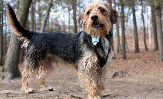 Pitbull Mix With Yorkie