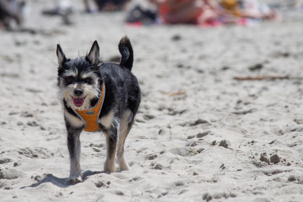 Pitbull Mix With Yorkie 