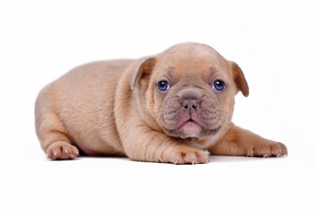 What is the Rarest Color of French Bulldog