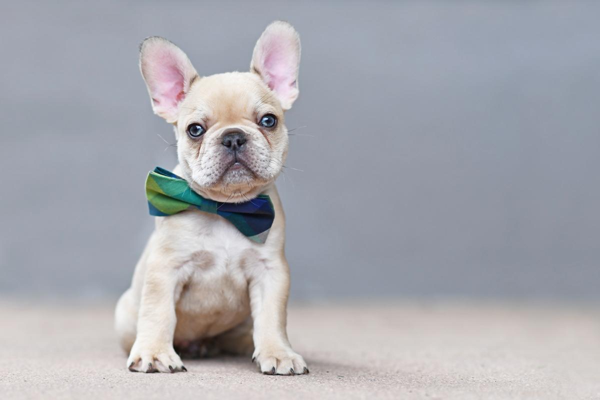 What Is The Rarest Color Of French Bulldog - MetaWoofs