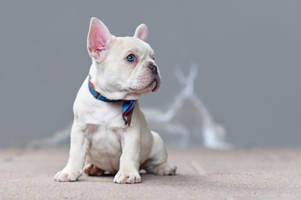 What is the Rarest Color of French Bulldog