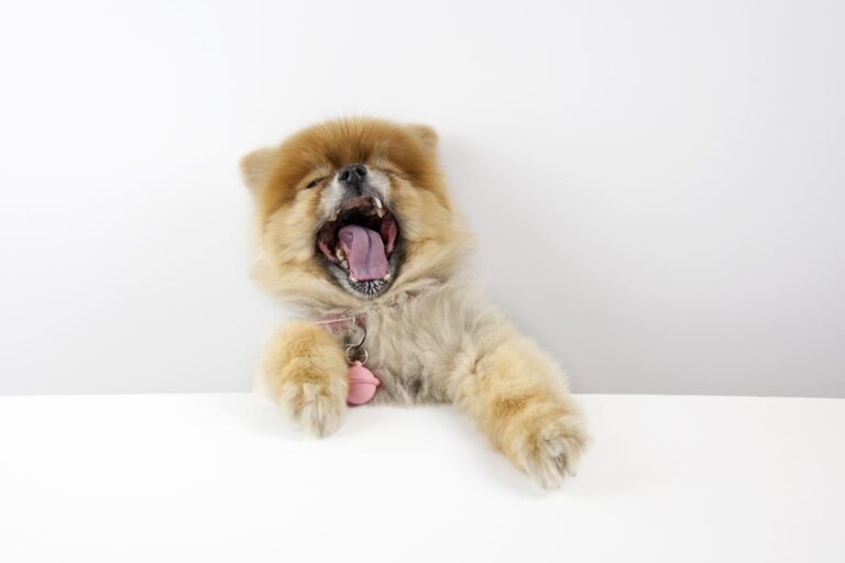 Dominate the Cute Factor: Teddy Bear Cut for Yorkies!