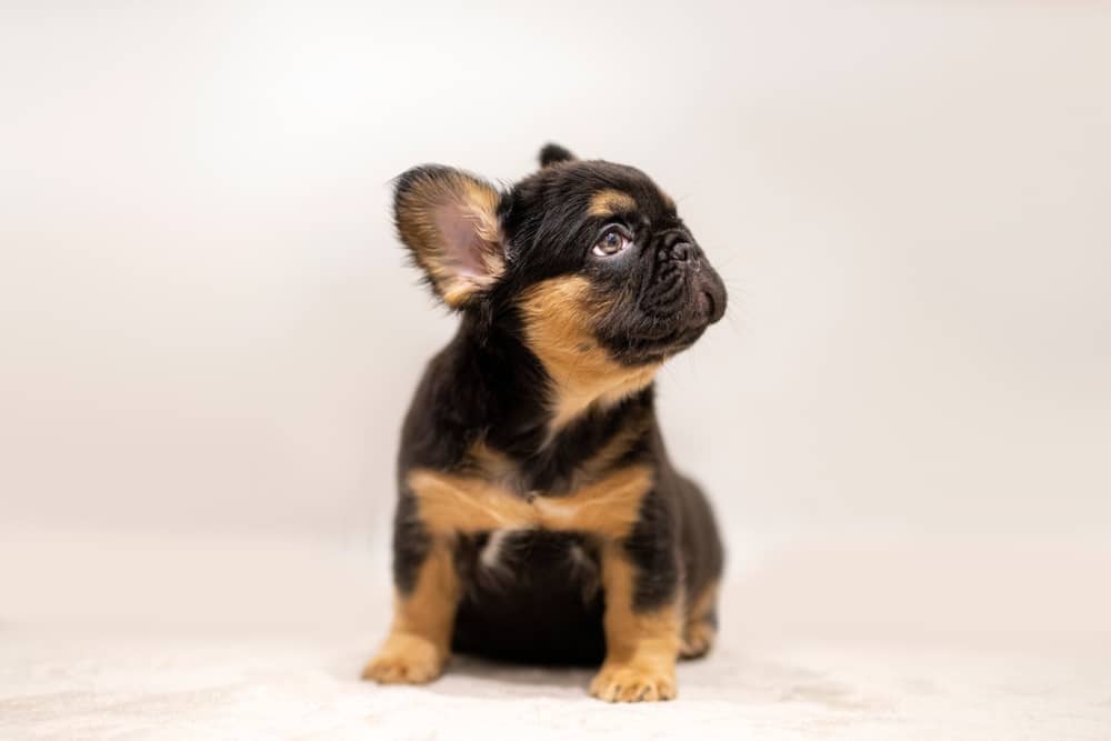 Lilac Merle French bulldog