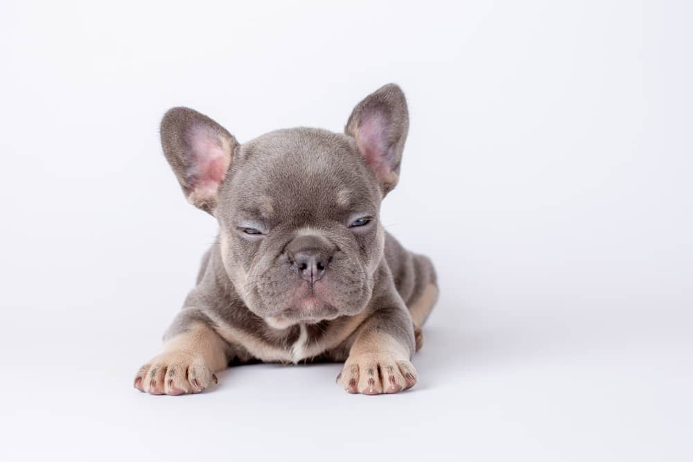 Lilac Merle French bulldog