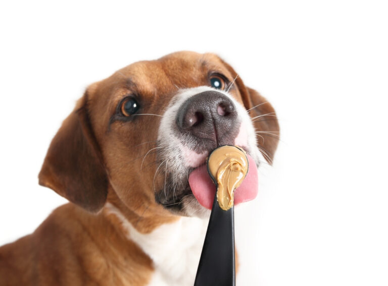 Can dogs eat Honey Almond Butter? – Transform Your Dog’s Treat Time