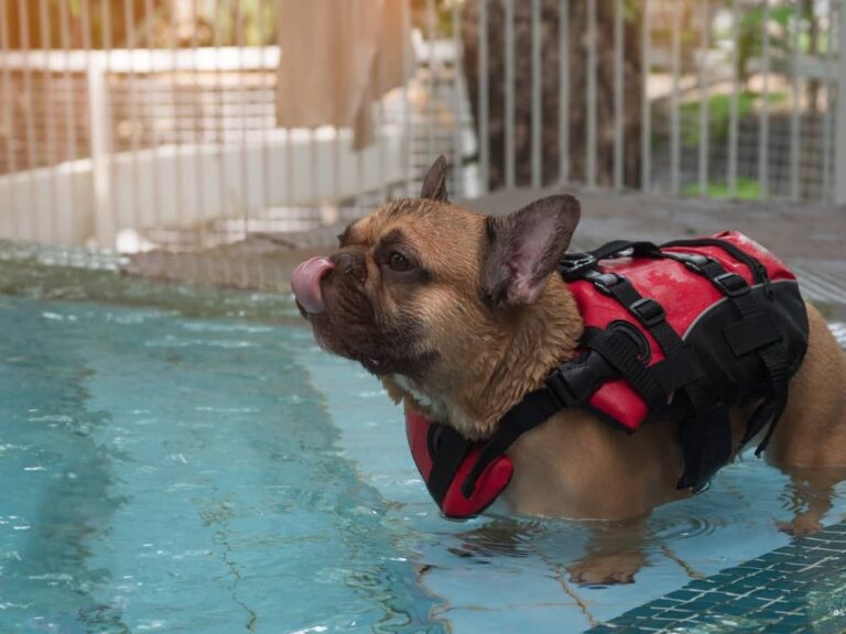 dog swimsuits