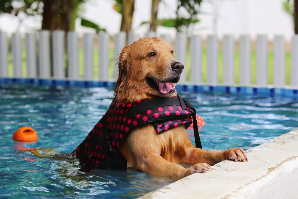 dog swimsuits 