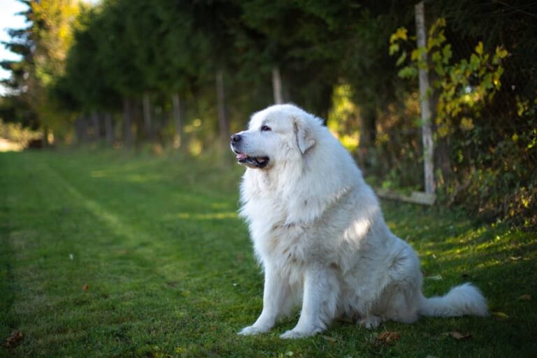 Great Pyrenees Pitbull Mix – Ultimate Guide