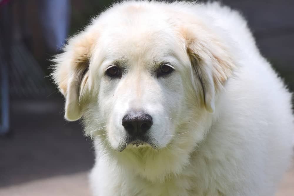 Great Pyrenees Pitbull Mix 