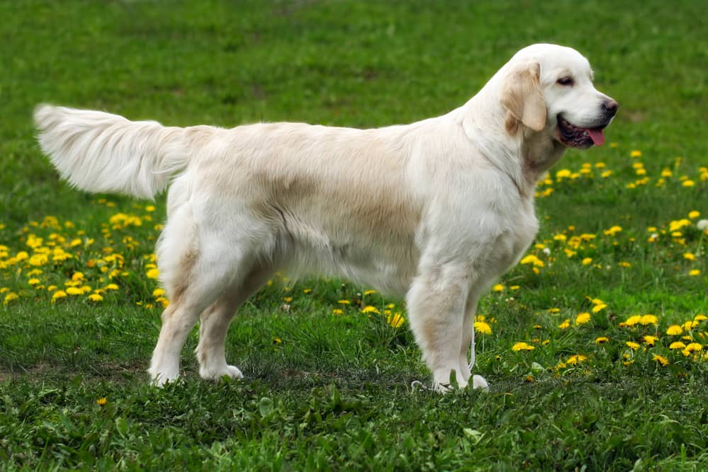 Great Pyrenees Pitbull Mix 