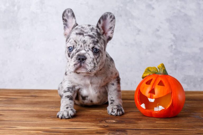 Lilac Merle French Bulldog – Ultimate Guide