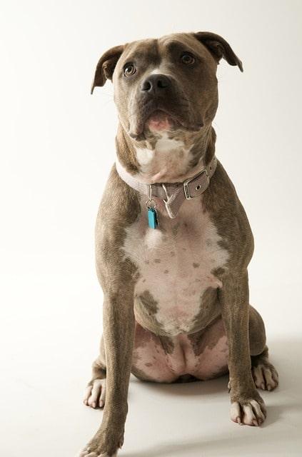 merle pit bull