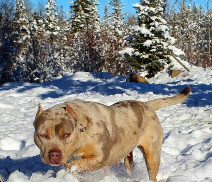 Tri Colored merle pit bull