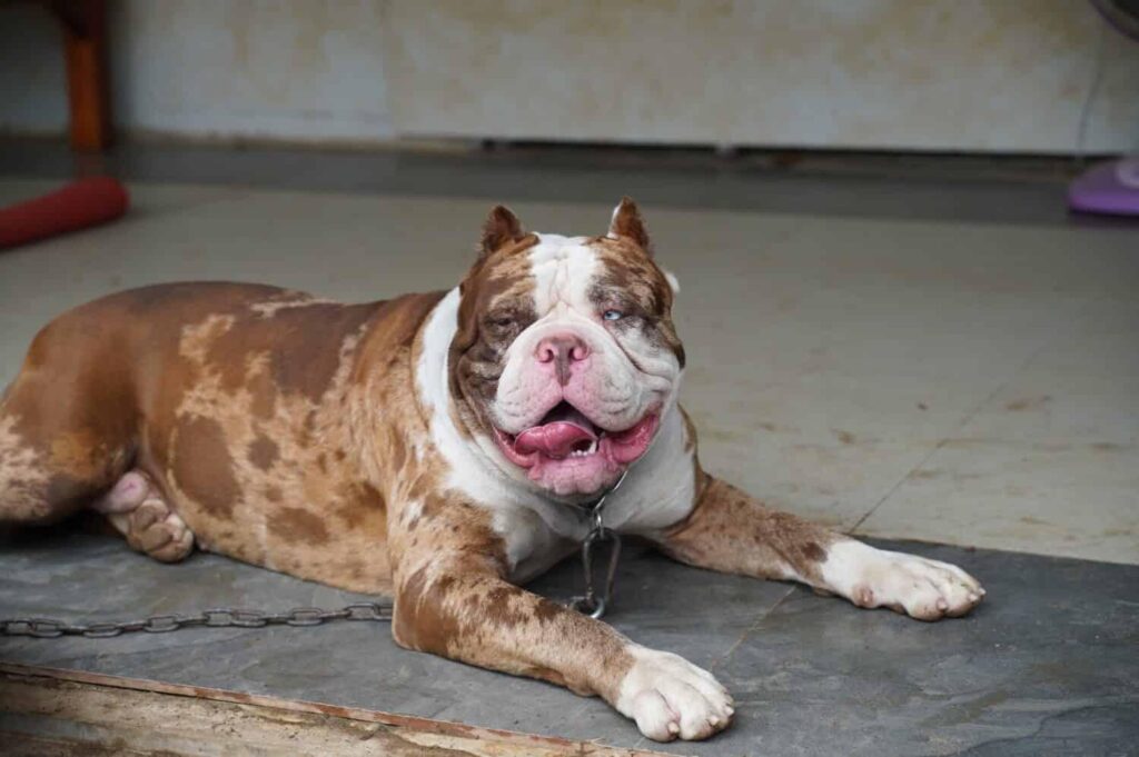 Leopard Merle Pitbull