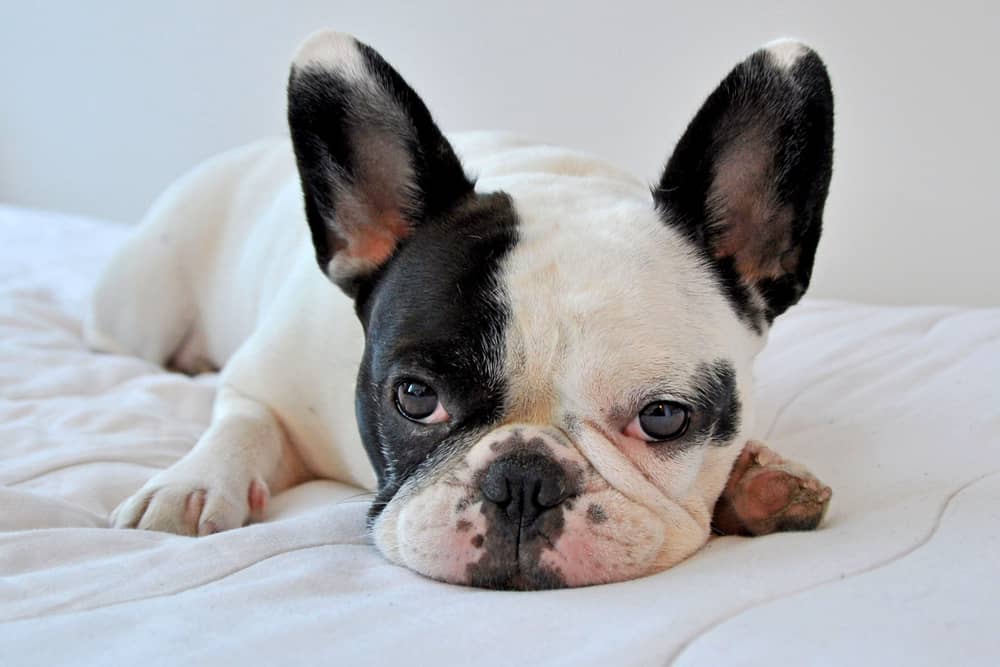 Pied French Bulldog Ultimate Guide MetaWoofs
