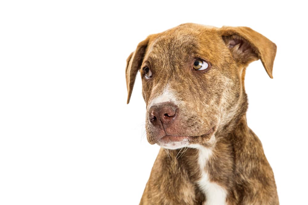 Great Pyrenees Pit Mix 