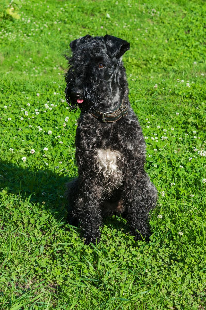 Black Golden Doodle A Designer Dog with a Heart of Gold MetaWoofs