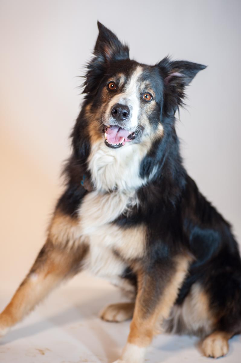 Black Golden Doodle Puppies Ultimate Guide MetaWoofs