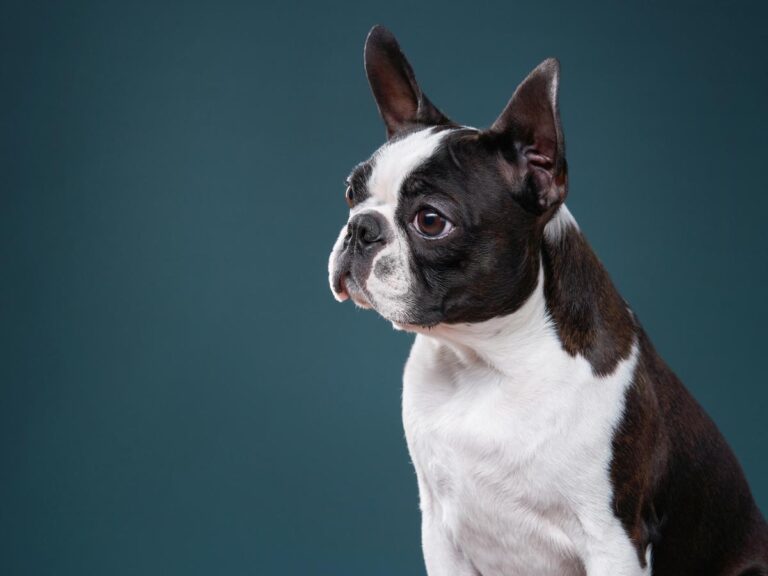 Blue Boston Terrier: The Dog Breed with the Big Heart