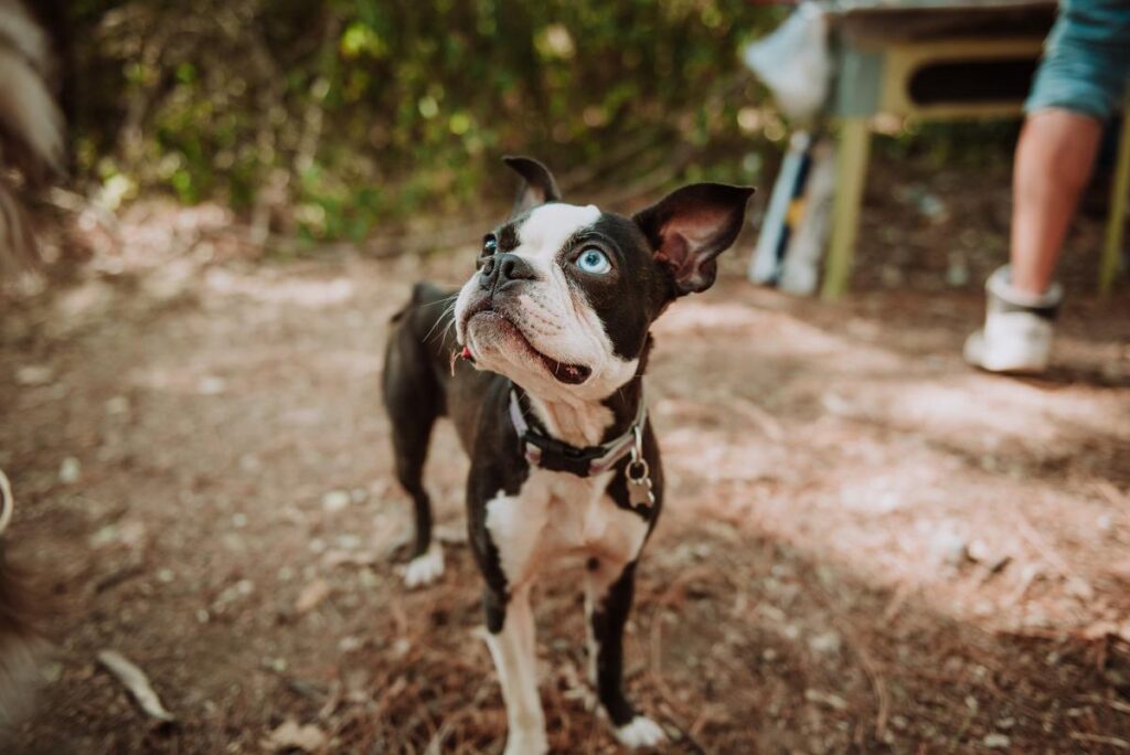 Blue Boston Terriers