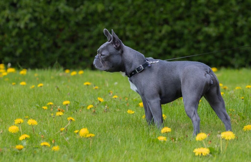 Full Grown Blue Boston Terrier Puppies